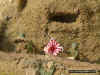Jap_Bu_1-72_3b.JPG (127416 Byte)