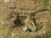 Jap_Bu_1-72_3c.JPG (118995 Byte)