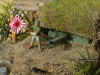 Jap_Bu_1-72_5d.JPG (226288 Byte)