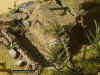 Jap_Bu_1-72_5m.JPG (230902 Byte)