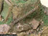 Jap_Bu_1-72_7d.JPG (83168 Byte)