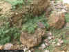 Jap_Bu_1-72_7g.JPG (88078 Byte)