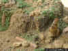 Jap_Bu_1-72_8d.JPG (97855 Byte)
