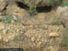 Jap_Bu_1-72_8g.JPG (81715 Byte)