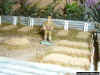 Japanese military cemetery in the jungle 1-72 (13).JPG (119760 Byte)