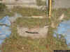 Jungle MG-Position WW2 -Wooden Bunker- 1-72 (6).JPG (161150 Byte)