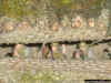 japanese observation bunker _ defence position 1-72 (8).JPG (107269 Byte)