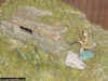 japanese palm trunk MG bunker 127 _ 1-72 (5).JPG (140976 Byte)