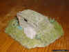 japanese palm trunk MG bunker 182 _ 1-72 (7).JPG (142220 Byte)