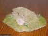 japanese palm trunk MG bunker 182 _ 1-72 (8).JPG (123944 Byte)