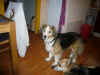 Baloo_10.JPG (133072 Byte)
