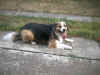 Balou_11.jpg (115346 Byte)