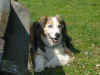 Balou_12.JPG (143042 Byte)