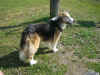 Balou_13.JPG (166854 Byte)