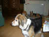 Balou_14.JPG (135549 Byte)