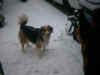 Balou_17.jpg (679744 Byte)