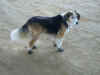 Balou_1.JPG (142086 Byte)