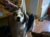 Balou_2.JPG (138610 Byte)