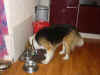 Balou_3.JPG (135770 Byte)