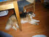 Balou_4.JPG (136918 Byte)