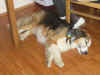 Balou_5.JPG (135880 Byte)