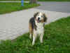Balou_6.JPG (155876 Byte)