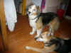 Balou_8.JPG (137915 Byte)