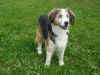 Balou_9.JPG (158838 Byte)