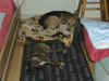 Lilli_11.JPG (137143 Byte)