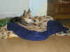 Lilli_14.JPG (135997 Byte)