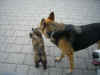 Lilli_15.JPG (151360 Byte)