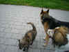 Lilli_16.JPG (154613 Byte)