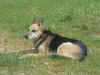 Lilli_5.JPG (158279 Byte)