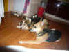 Lilli_6.JPG (134978 Byte)